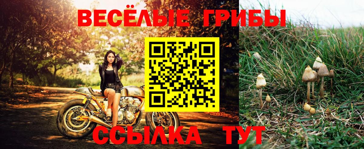 Галлюциногенные грибы Psilocybine cubensis Стрежевой